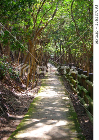 兵庫県洲本市　生石公園　ウバメガシで覆われた散策路 136387093