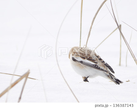 渡来した可愛いユキホオジロ 136387143