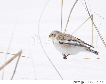 渡来した可愛いユキホオジロ 136387144