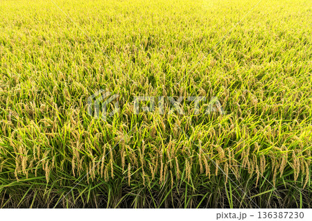 Rice crops are soon to be harvested in the paddy fields of Taiwan. Rice crops are soon to be harvested in the paddy fields of Taiwan. 136387230