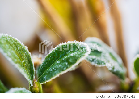 霜が降りて白く縁取られた植物の葉 136387343