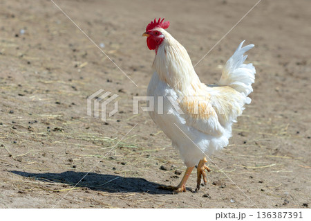 White rooster in the farm White rooster in the farm 136387391