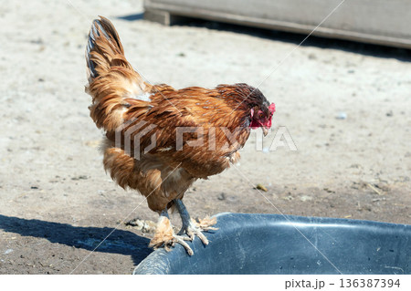 Chicken on the farm Chicken on the farm 136387394