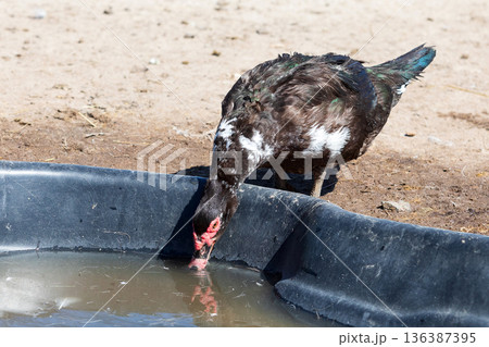 Black duck drinking water from the trough Black duck drinking water from the trough 136387395