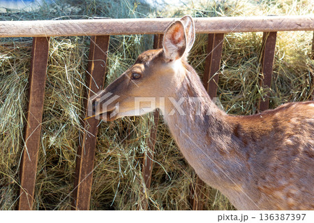 deer eating the hay 136387397