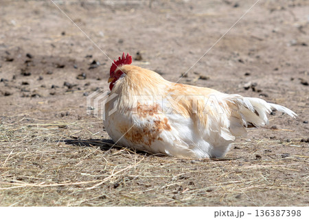 White rooster in the farm 136387398