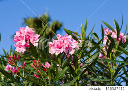 pink oleander flowers in the garden on blue sky background pink oleander flowers in the garden on blue sky background 136387411