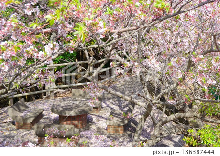 兵庫県洲本市　紀望台の側にあるベンチと桜 136387444