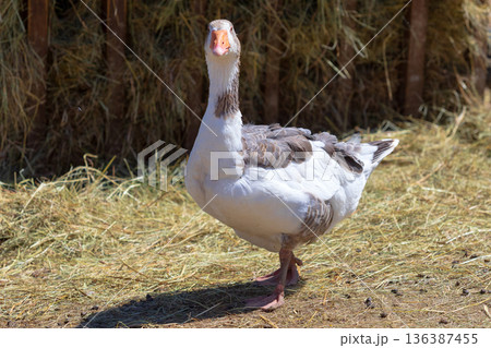 Adult goose in the paddock 136387455