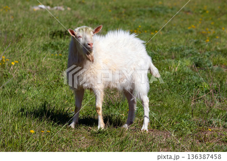 White goat on a meadow 136387458
