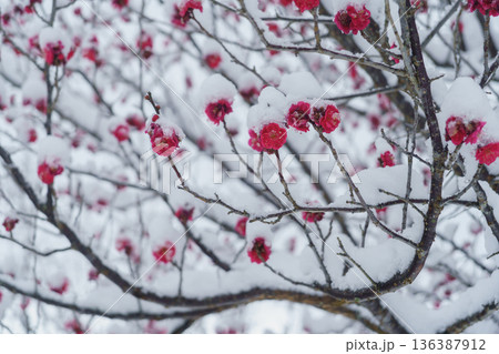 積雪する梅の花 136387912