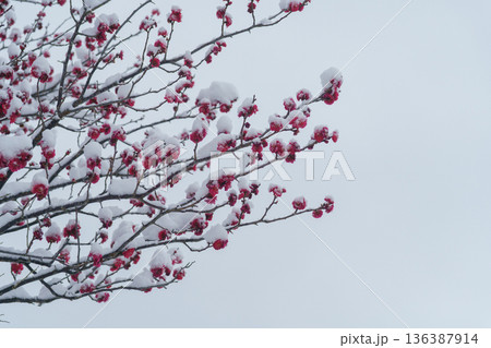 積雪する梅の花 積雪する梅の花 136387914