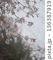 曇りの日の桜 136387919