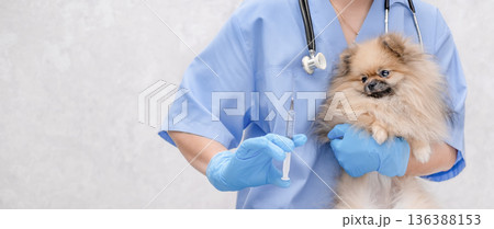 A veterinarian examines a cute Pomeranian dog A veterinarian examines a cute Pomeranian dog 136388153