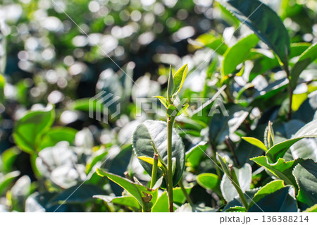 ティー 紅茶 茶 136388214