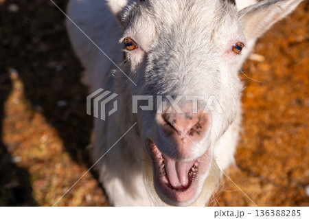 Cute white female goat close up with wide open mouth looking directly at camera. Rural farm animal portrait. Concept for agriculture and farming. 136388285