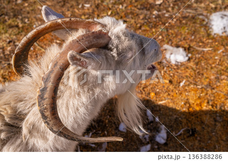 White goat with long curved horns and beard. Funny animal yawning or speaking on sunny day. Portrait of farm female goat animal. 136388286