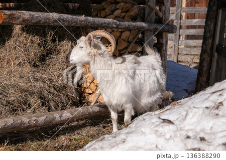 White goat with large curved horns standing near hay and chopped wood. Organic farming and livestock concept for agricultural themes, free grazing White goat with large curved horns standing near hay and chopped wood. Organic farming and livestock concept for agricultural themes, free grazing 136388290