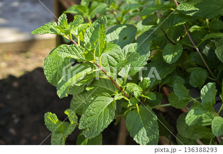 Green peppermint leaves in garden 136388293