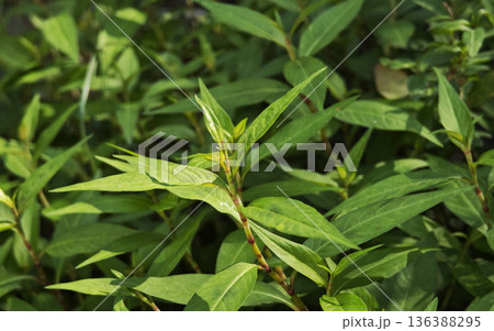 Vietnamese coriander in the garden Vietnamese coriander in the garden 136388295