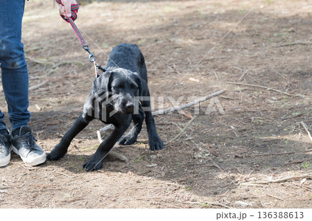 リードが伸びる引っ張り癖のある犬　犬の問題行動、子犬からのトレーニング 136388613