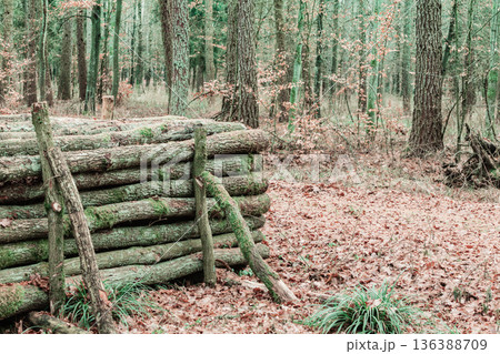 big pile of wood in autumn forest big pile of wood in autumn forest 136388709