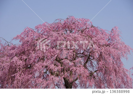 紅八重枝垂桜 紅八重枝垂桜 136388998