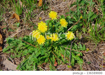 たんぽぽ 136389000