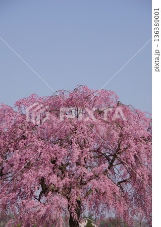 紅八重枝垂桜 136389001