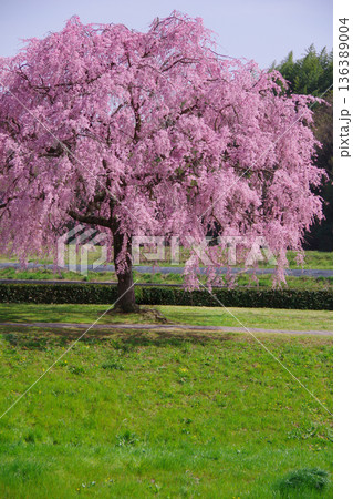 兵庫県加東市　千鳥川桜堤公園 136389004