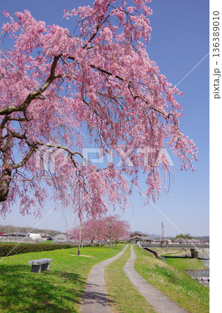 兵庫県加東市 千鳥川桜堤公園 兵庫県加東市 千鳥川桜堤公園 136389010