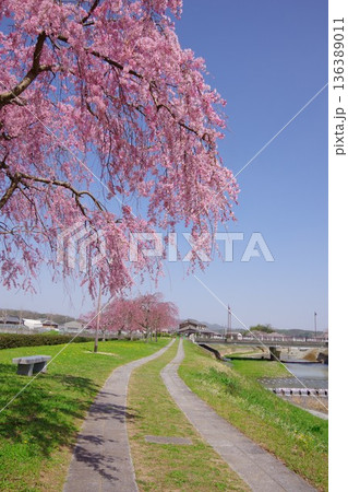 兵庫県加東市 千鳥川桜堤公園 兵庫県加東市 千鳥川桜堤公園 136389011