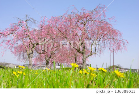 兵庫県加東市　千鳥川桜堤公園 136389013