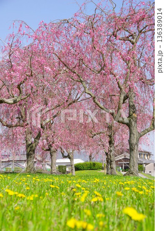 兵庫県加東市　千鳥川桜堤公園 136389014