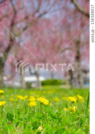 兵庫県加東市 千鳥川桜堤公園 兵庫県加東市 千鳥川桜堤公園 136389017