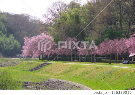 兵庫県加東市 千鳥川桜堤公園 兵庫県加東市 千鳥川桜堤公園 136389019