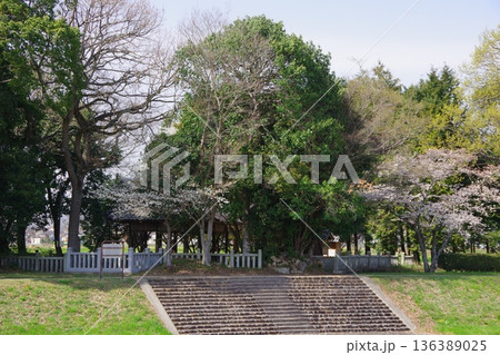 兵庫県加東市　千鳥川桜堤公園から新宮神社を望む 136389025