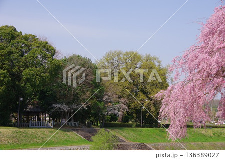 兵庫県加東市 千鳥川桜堤公園から新宮神社を望む 兵庫県加東市 千鳥川桜堤公園から新宮神社を望む 136389027