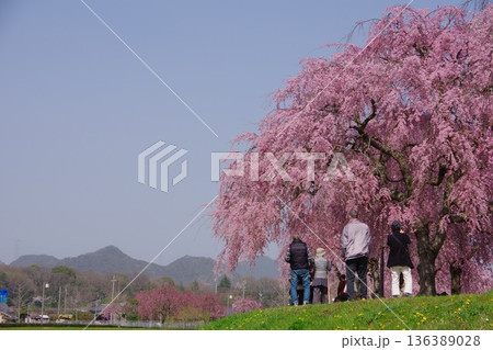 兵庫県加東市 千鳥川桜堤公園 兵庫県加東市 千鳥川桜堤公園 136389028