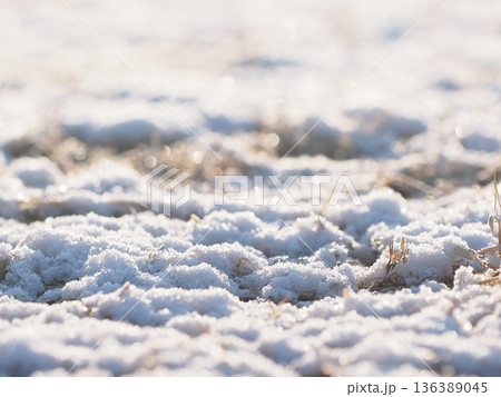 白雪と枯芝に降りそそぐ朝日(神田公園の雪の広場) 白雪と枯芝に降りそそぐ朝日(神田公園の雪の広場) 136389045