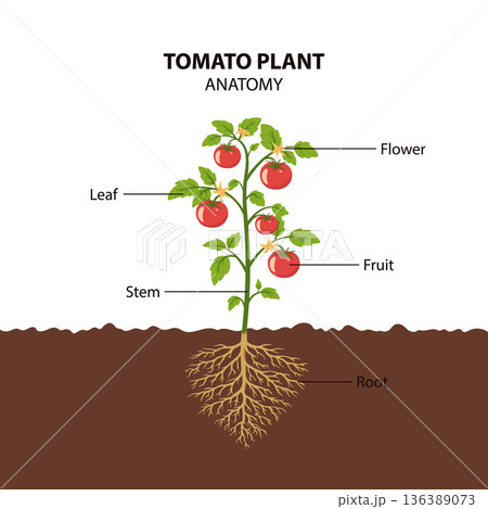 Cartoon Vector Tomato Plant Anatomy Diagram with Labels. Roots Stem Leaves Flower and Fruit. Gardening and Botany Educational Infographic. Vegetable Growth Stages Illustration, Agriculture Study Chart 136389073