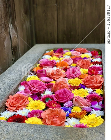 2月の華やかな花手水(薔薇・菊・ガーベラ・パンジー・デンファレ)〈菅生神社/愛知県岡崎市〉 2月の華やかな花手水(薔薇・菊・ガーベラ・パンジー・デンファレ)〈菅生神社/愛知県岡崎市〉 136389117
