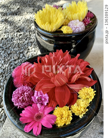 2月の花手水(ダリア・菊・ガーベラ・カーネーション)〈菅生神社/愛知県岡崎市〉 2月の花手水(ダリア・菊・ガーベラ・カーネーション)〈菅生神社/愛知県岡崎市〉 136389129