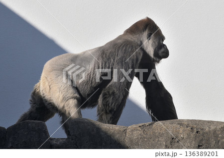 真冬の日差しの中を闊歩するゴリラ 136389201