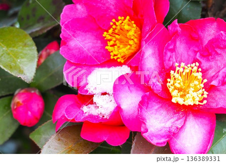 赤いサザンカの花 赤いサザンカの花 136389331