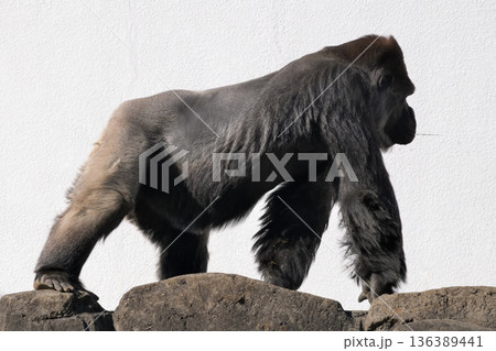 白い壁の前を歩くビール腹のゴリラ 136389441