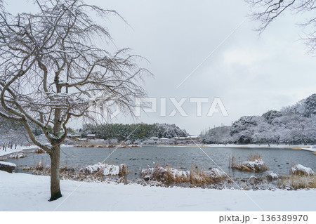 【千葉県千葉市】雪の降る大百池公園 136389970