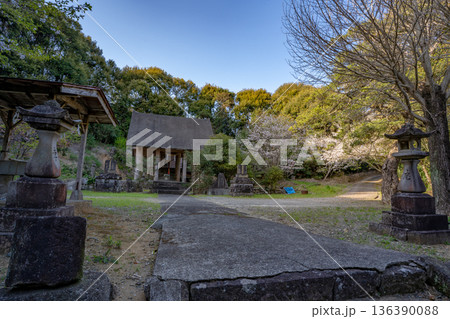 春の枚聞神社の風景(阿久根市) 春の枚聞神社の風景(阿久根市) 136390088