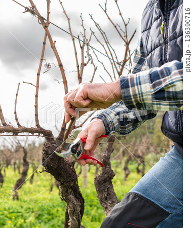Farmer pruning the vine in winter. Agriculture. Farmer pruning the vine in winter. Agriculture. 136390716