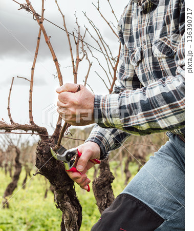 Farmer pruning the vine in winter. Agriculture. Farmer pruning the vine in winter. Agriculture. 136390717